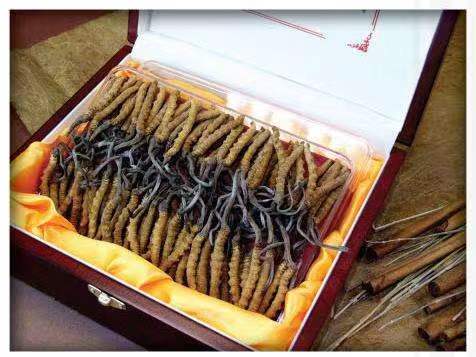 印台冬虫夏草回收